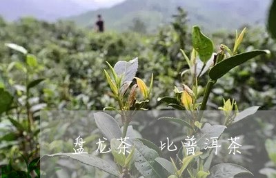 盘龙茶 比普洱茶/2023041186059